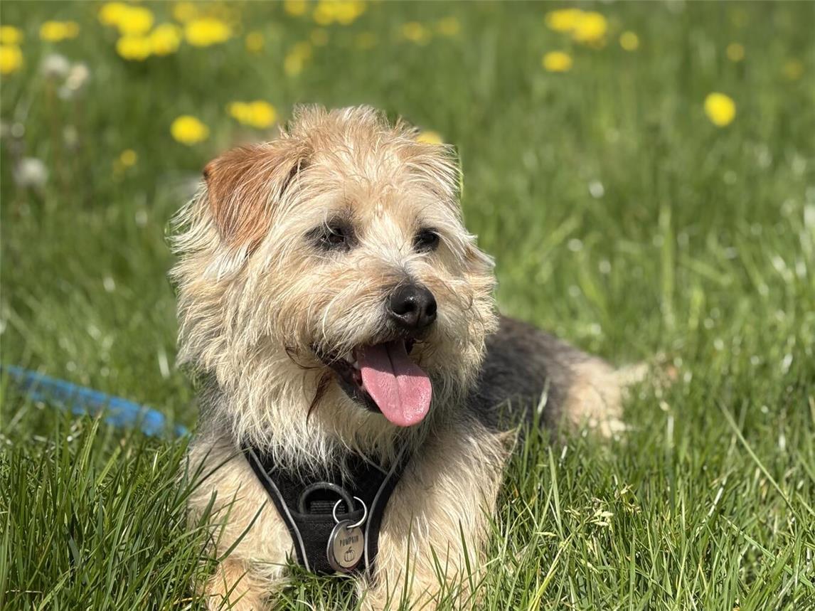 Auch Pumpkin muss Hundesteuer zahlen. Foto: Wallfahrtsstadt Kevelaer