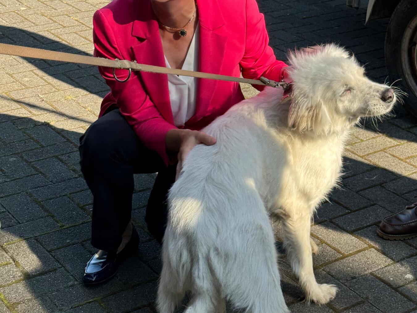 Auch Streicheleinheiten gab es von der Ministerin für die Vierbeiner.