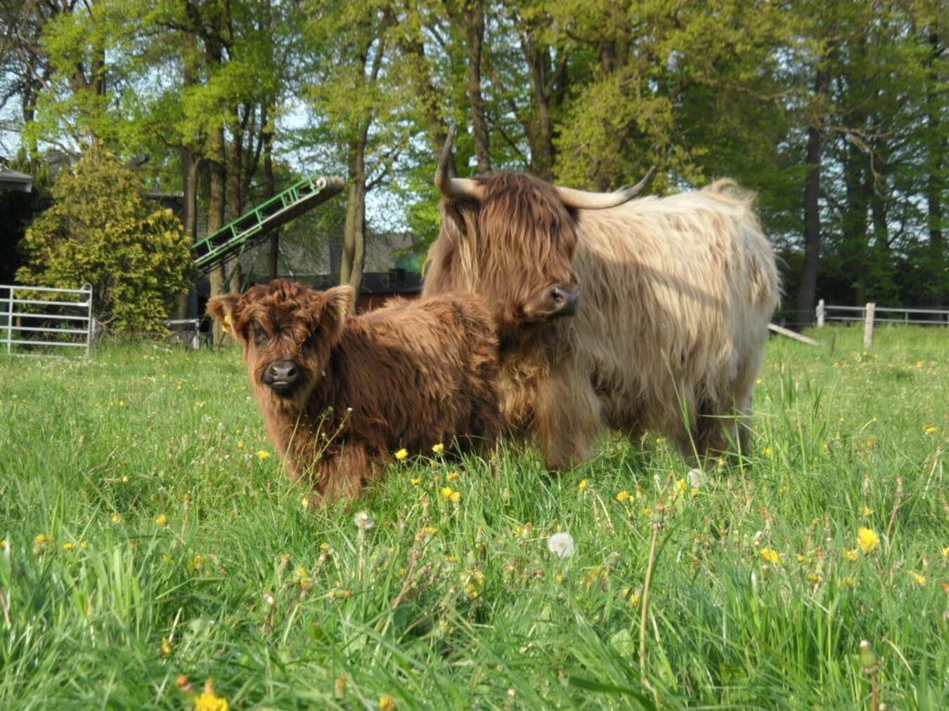 Auch tierische Gäste werden am Sonntag in Nieukerk erwartet. 