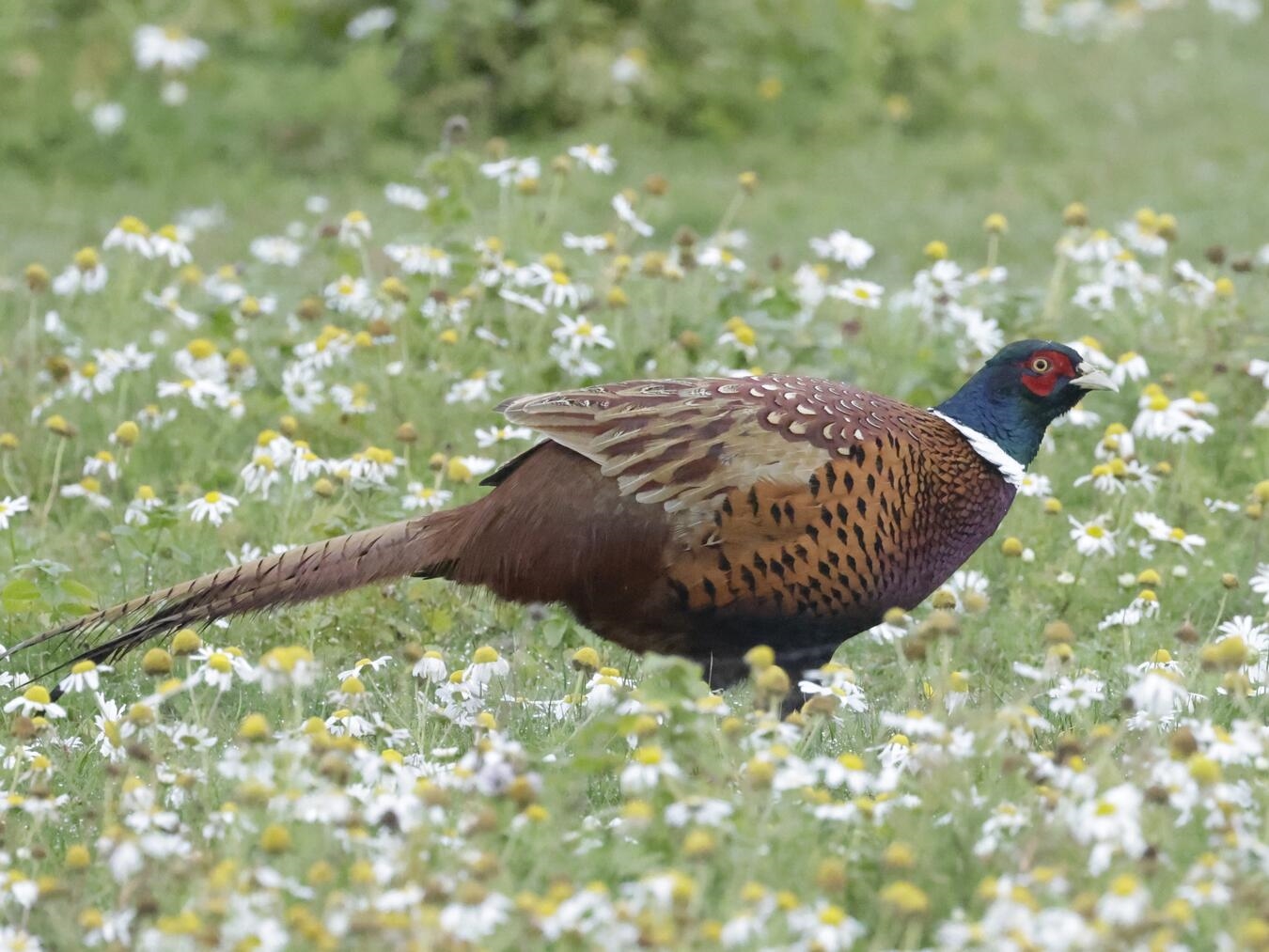 Alt-Tag: "Fasan in Gehölzstruktur, Niederwild, Naturfotografie, Foto von B. Gießing"
