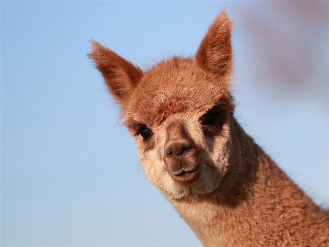 Auch zwei Alpakas werden am 24. September in Veert erwartet.Foto: privat