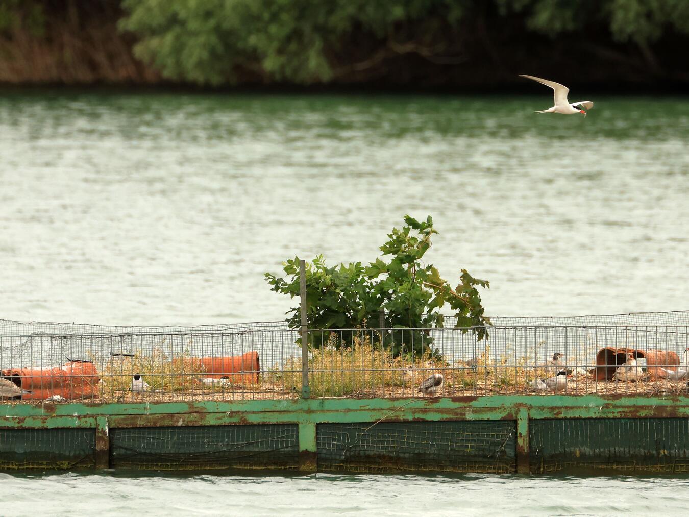 Auf dem Brutfloß sind die Flussseeschwalben dabei ihre Jungen mit eingeflogenen Fisch aufzuziehen. Foto: Stefan R. Sudmann