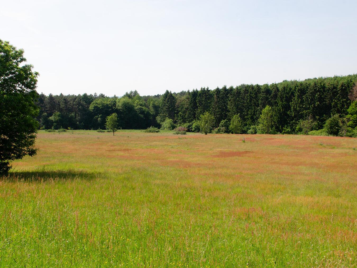 Auf der Naturerbefläche des ehemaligen Standortübungsplatzes Kleve-Materborn gilt es Naturschutz und Naherholung in Einklang zu bringen – Bürger sind eingeladen, ihre Ideen einzubringen. Foto: Nabu/ Dietrich Cerff