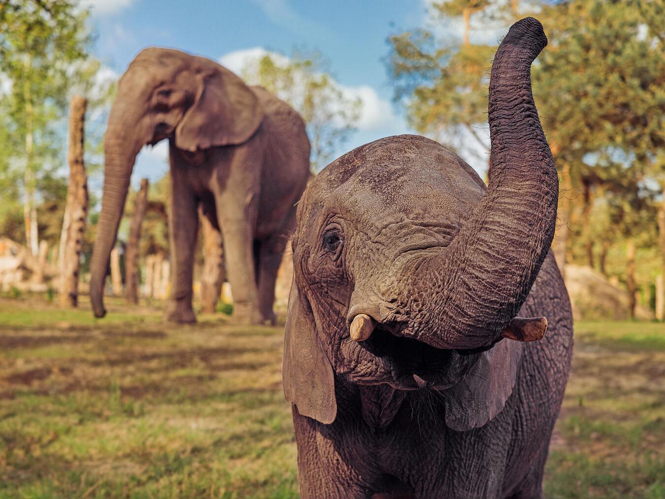 Auf einem Streifzug durch den Safaripark können die Besucher die imposanten Bewohner bestaunen. Foto: Beekse Bergen