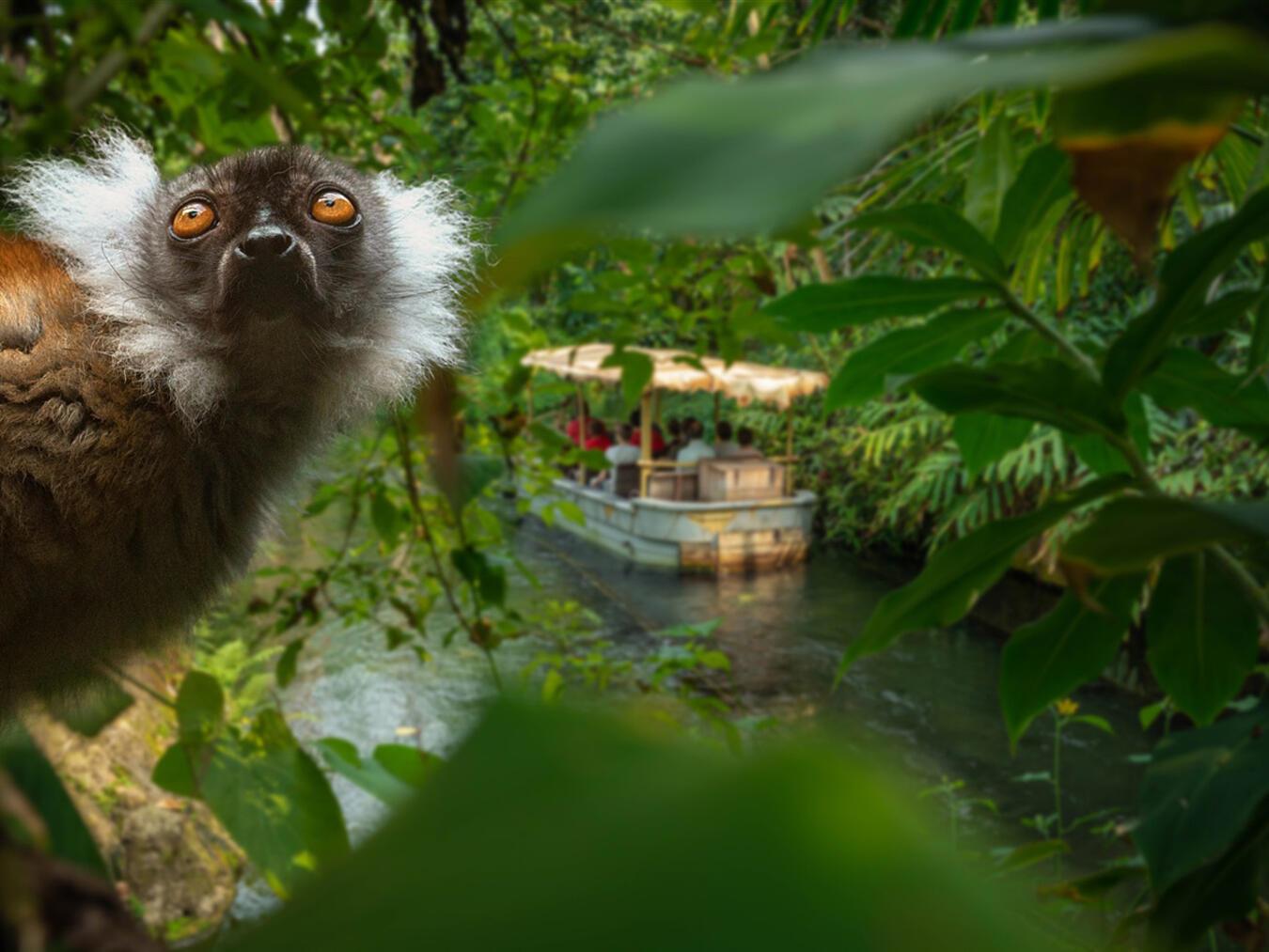 Auf einer Bootsfahrt über den Rimbula River können die Besucher die Tiere vom Wasser aus beobachten.