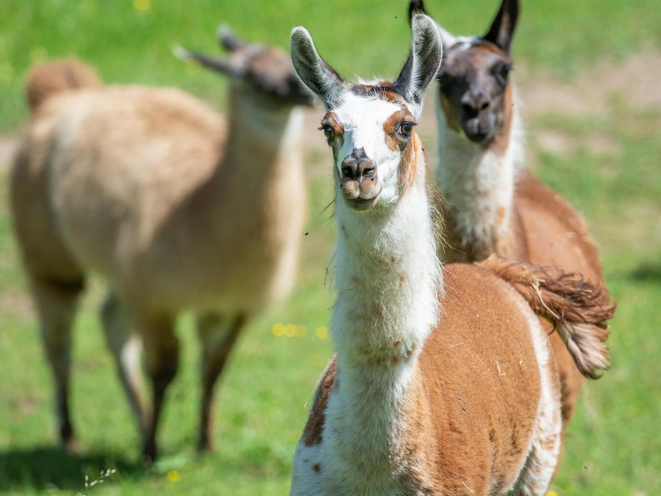 Aufgrund ihrer sensitiven Eigenschaften werden Lamas auch in tiergestützten Therapien eingesetzt. Foto: Pixabay