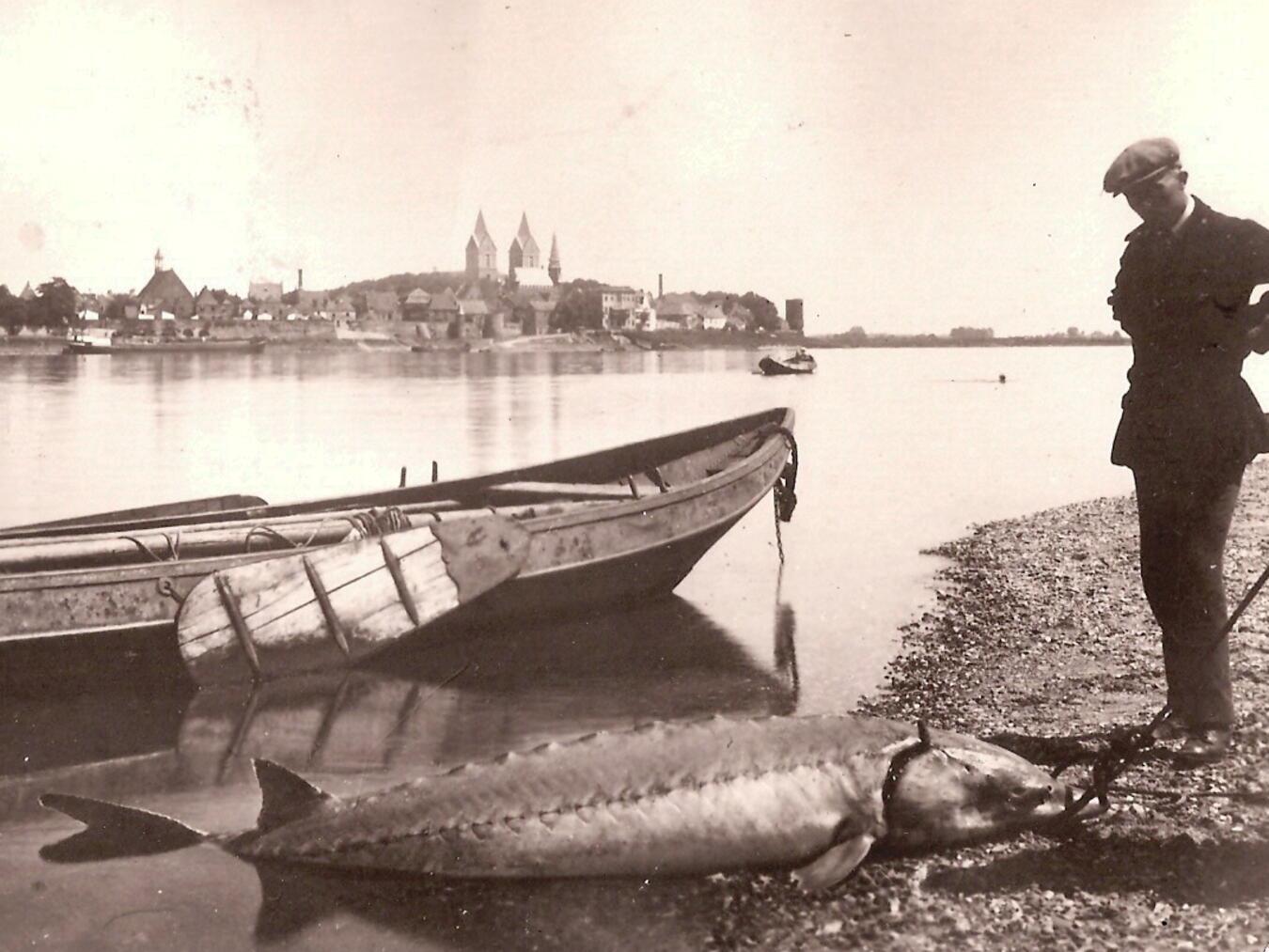 Der Brotfisch vom Niederrhein Aufnahme eines Salmfischers bei Rees aus dem Jahr 1934. Foto: Stadtarchiv Rees