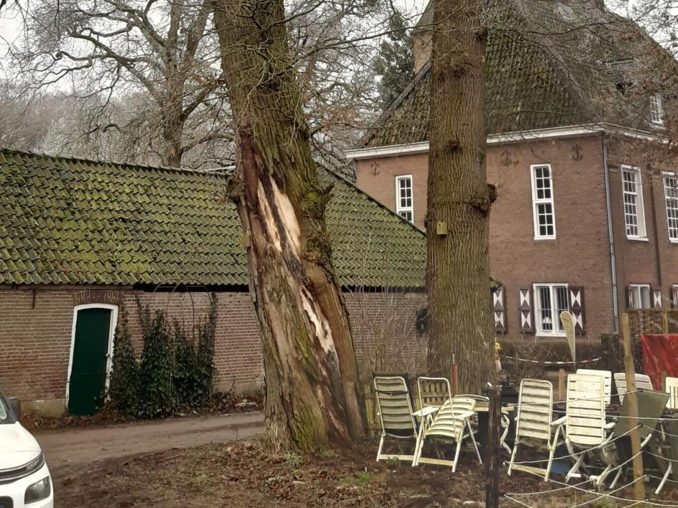 Emmerich: Baumfällung am Schlösschen Borghees