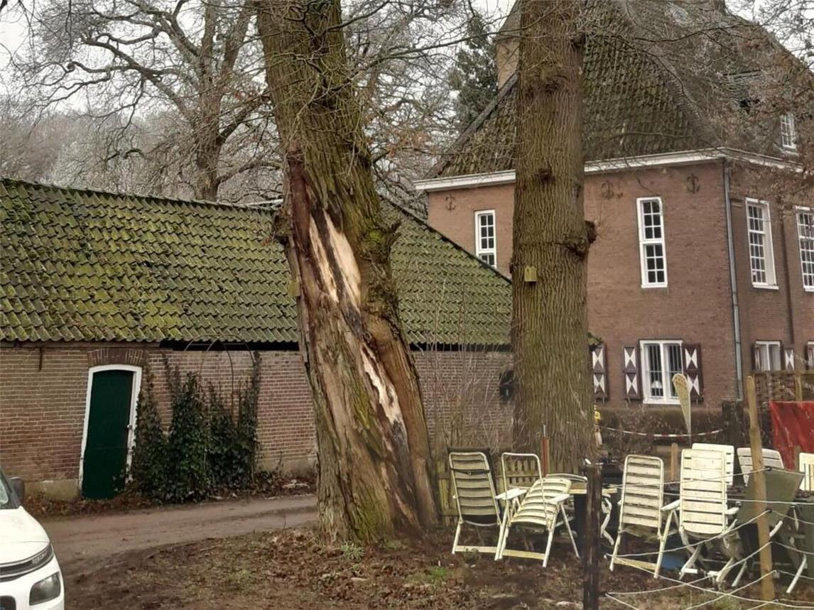 Aus Sicherheitsgründen müssen diese Bäume gefällt werden. Foto: Stadt Emmerich