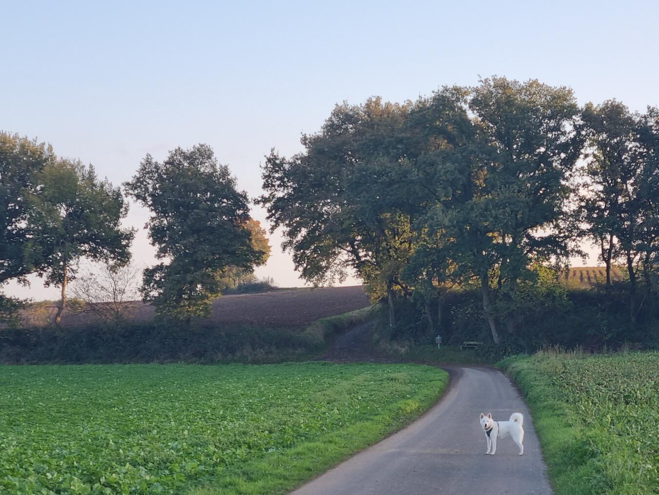 Abschaffung der generellen Leinenpflicht für Hunde Bald haben Hunde(halter) ein paar Freiheiten mehr. Foto: Andrea Behrend