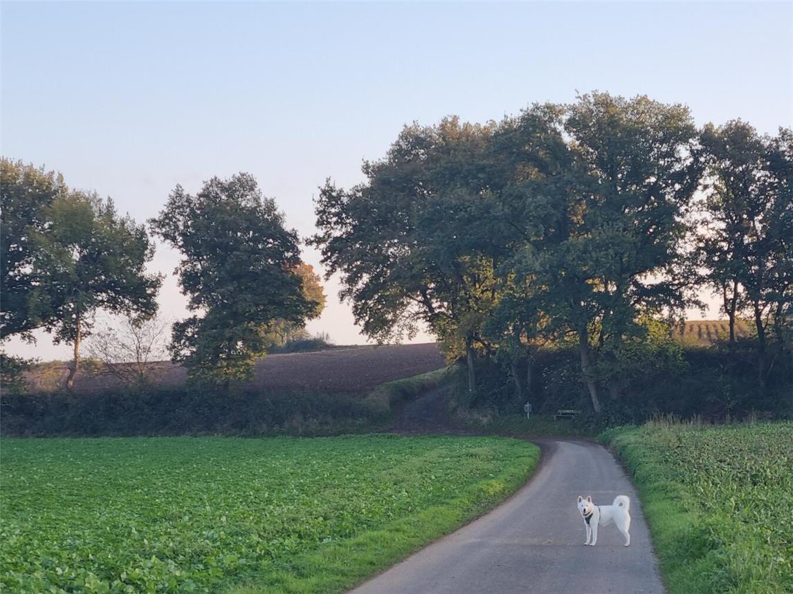 Bald haben Hunde(halter) ein paar Freiheiten mehr. Foto: Andrea Behrend 