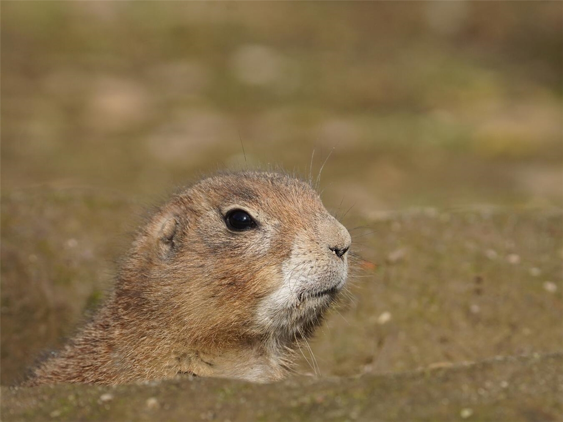 Präriehunde erwachen im Frühling aus Winterruhe, sonnige Wiese, Naturerwachen, Frühlingsbeginn.