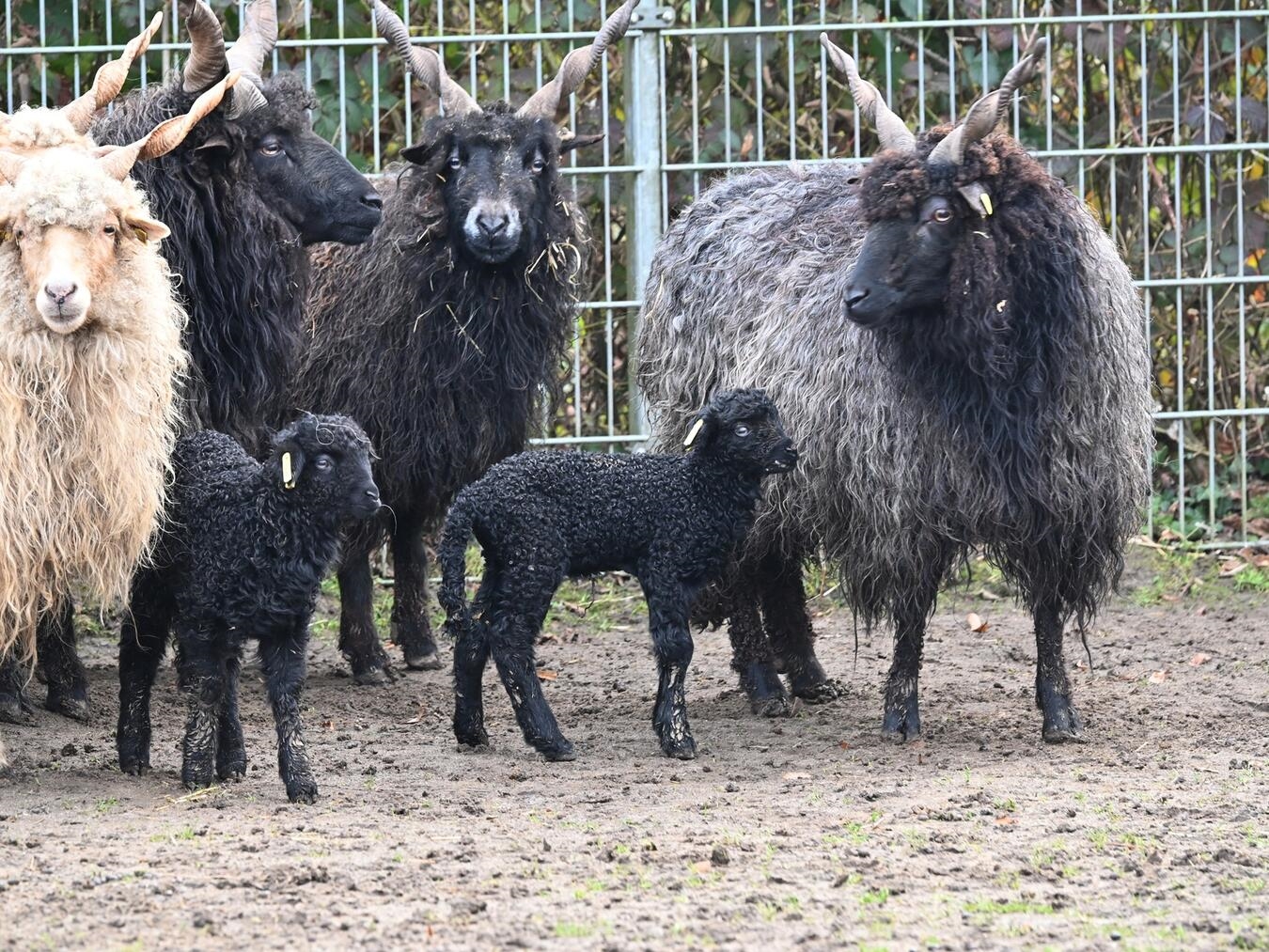 Bei den gefährdeten Ungarischen Zackelschafen kamen die ersten Lämmer des Jahres im Tiergarten zur Welt. Foto: Tiergarten Kleve