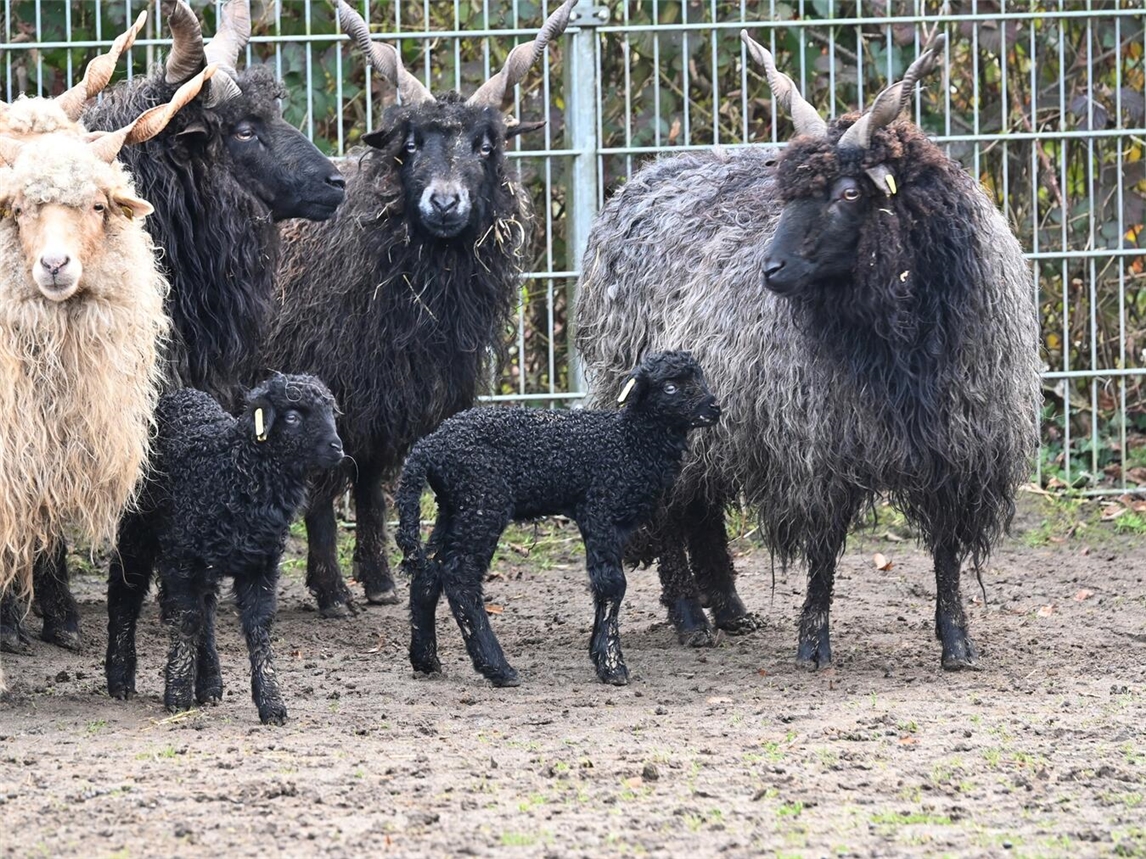 Bei den gefährdeten Ungarischen Zackelschafen kamen die ersten Lämmer des Jahres im Tiergarten zur Welt. Foto: Tiergarten Kleve