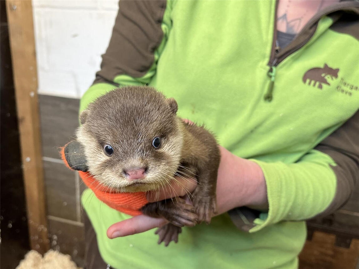 Bei den Zwergottern im Tiergarten Kleve wurde ein Jungtier geboren. Foto: Tiergarten Kleve
