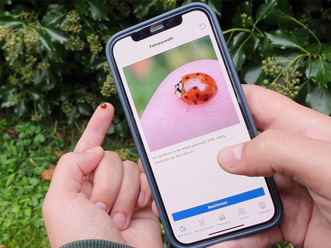 "Teilnehmer bestimmen Tiere mit Apps während Exkursion, Naturbeobachtung, NZ Kleve"