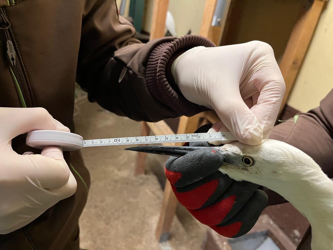 Bei der Inventur wurde auch die Schnabellänge der Seidenreiher zu Forschungszwecken gemessen. Foto: Tiergarten Kleve