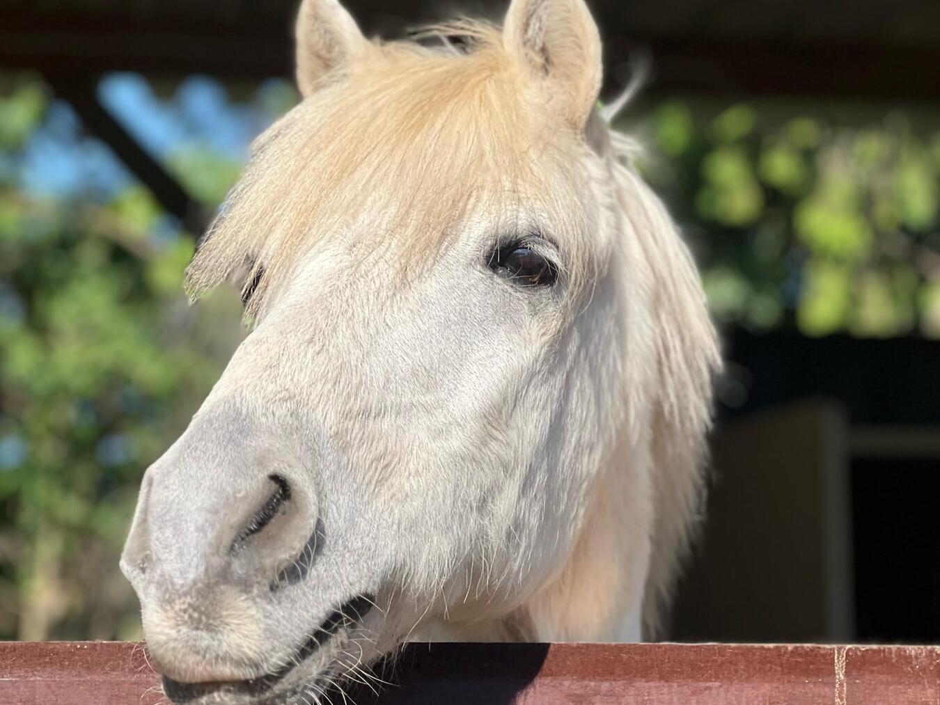"Pferdefreunde beim Kompetenztag Reiten mit vielseitigem Programm, Foto von Cluse/Heuvels"