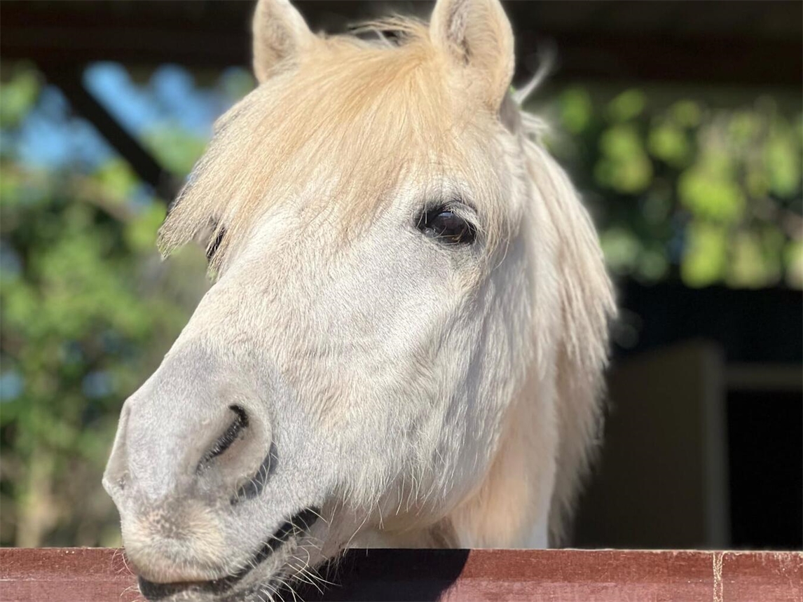 "Pferdefreunde beim Kompetenztag Reiten mit vielseitigem Programm, Foto von Cluse/Heuvels"