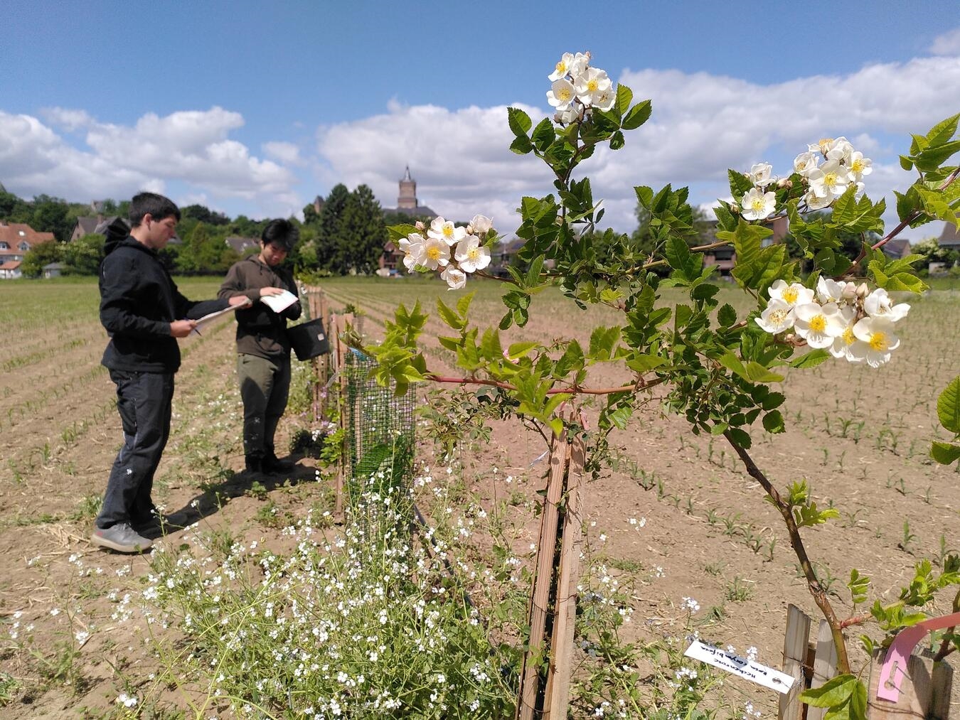 "Agroforst-Veranstaltung 2023 an der Hochschule Rhein-Waal im Juni, Foto von Catrin Senger"