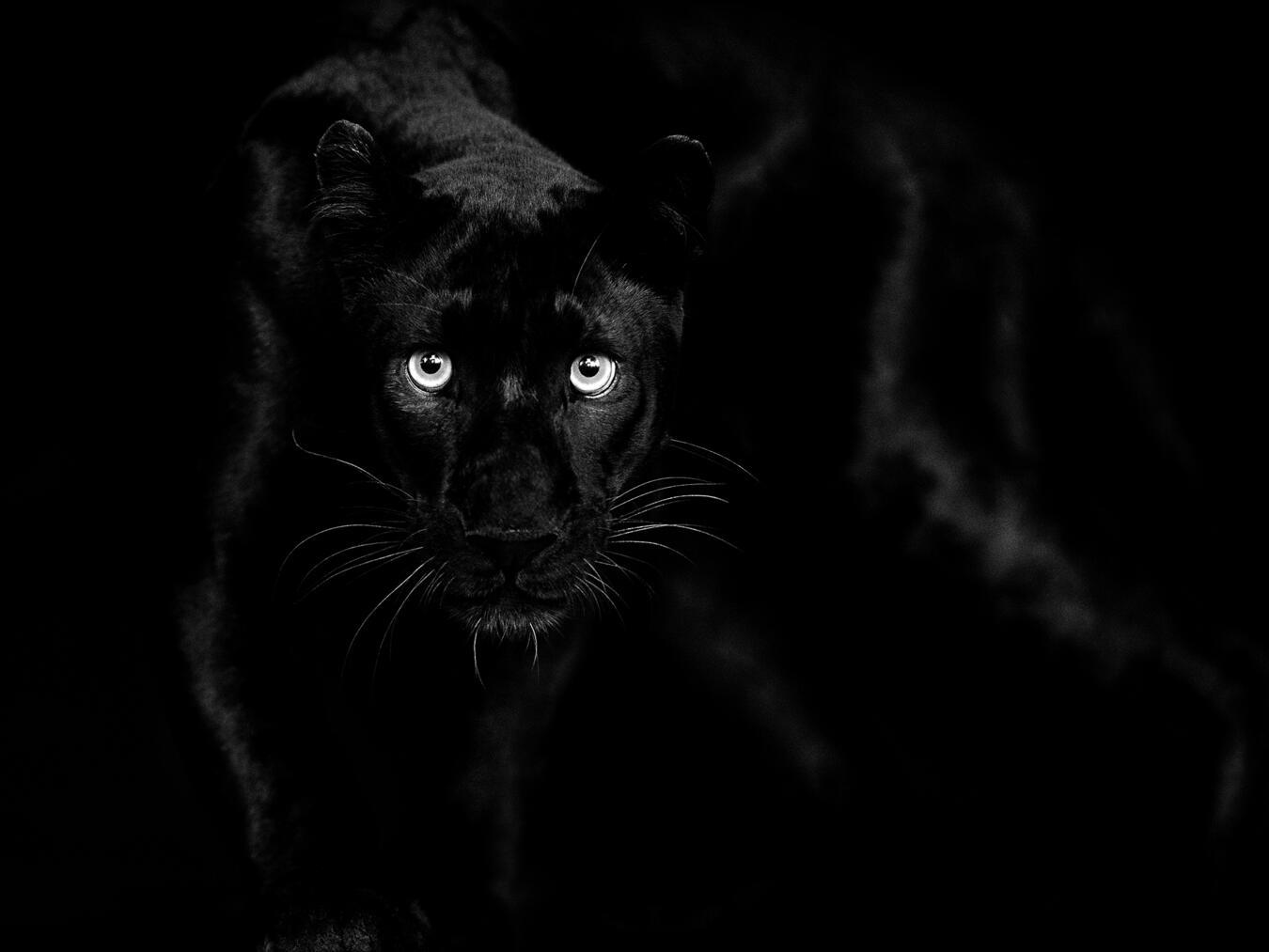 Beusker fotografiert die Tiere aus nächster Nähe. Oft stellt er dabei Augenkontakt her. Foto: lb2020