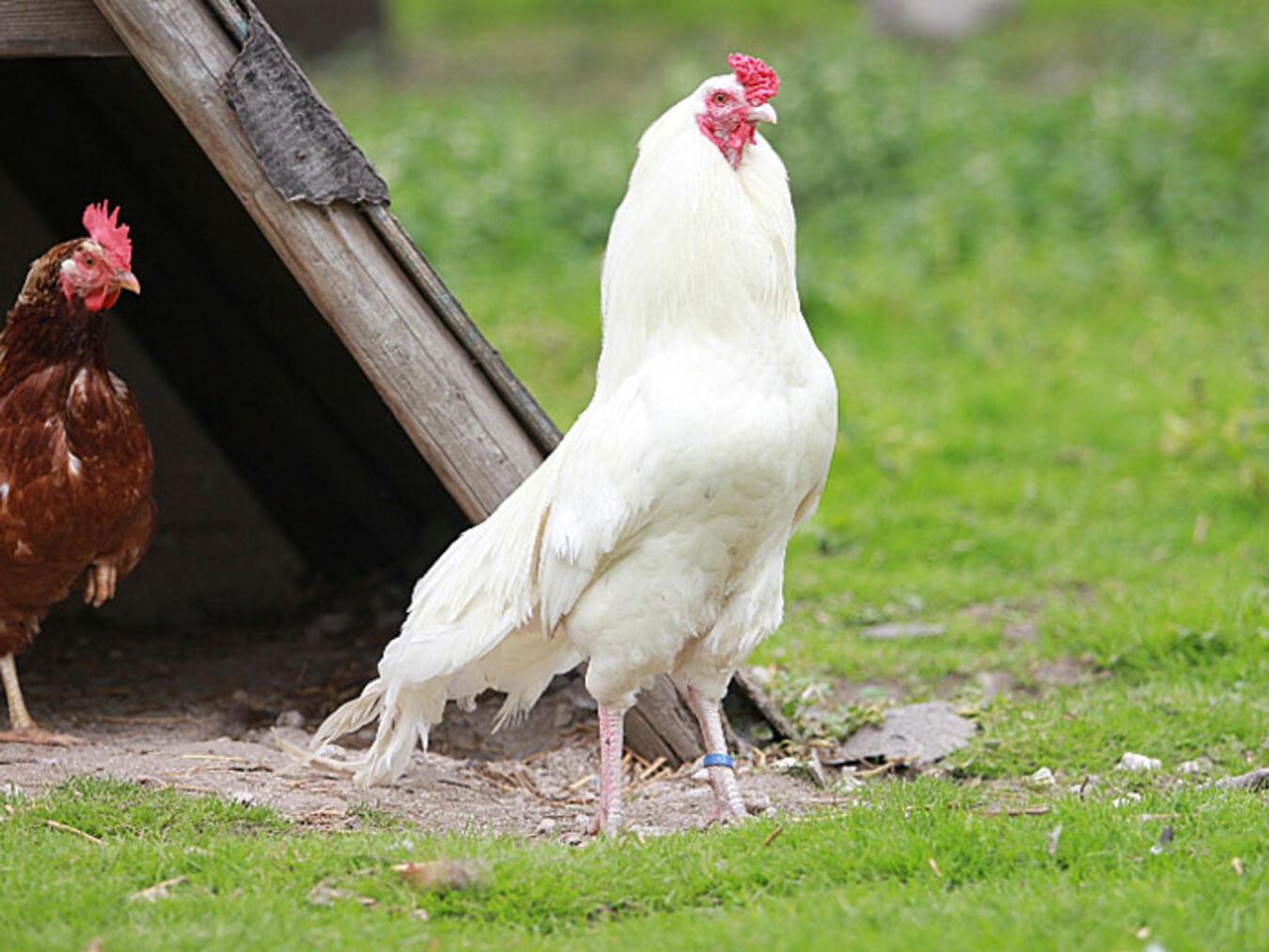Frühjahrsprüfung der „Meisterstücke“: Metzgerei aus Weeze ausgezeichnet 