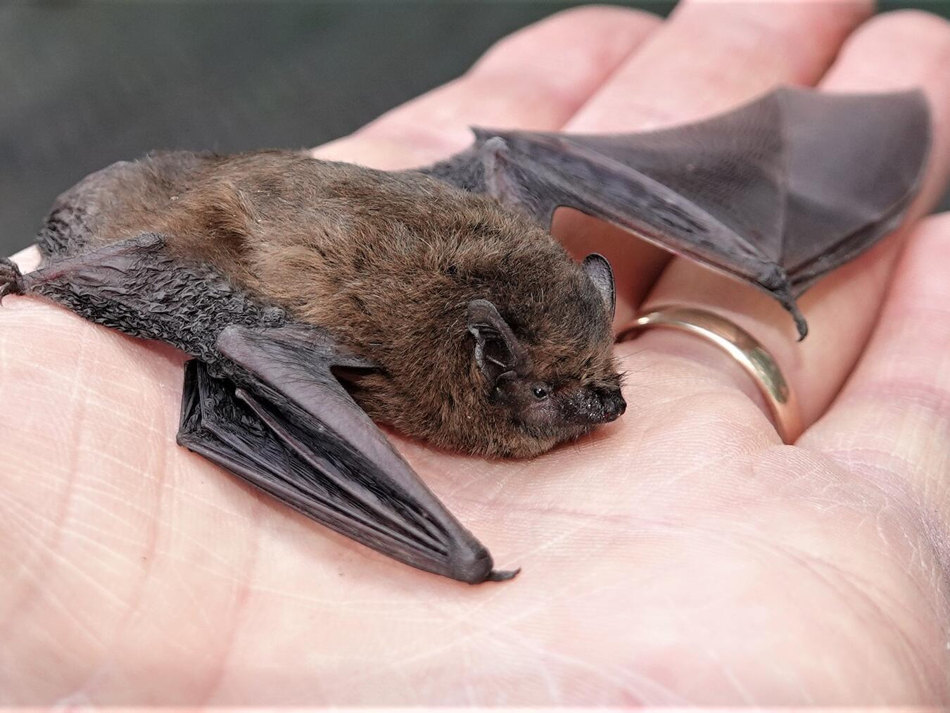 Fledermausführung an der Niers begeistert 