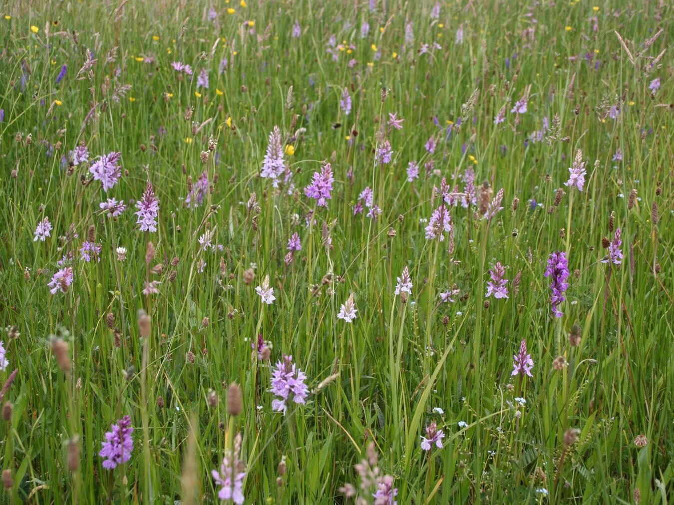 Wanderung durch Naturschutzgebiete in Groesbeek 
