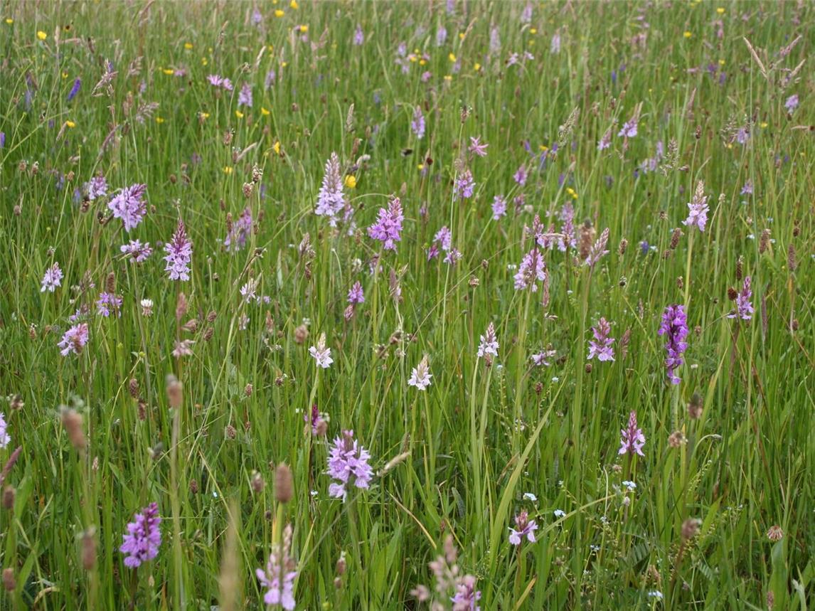 Wanderung durch Naturschutzgebiete in Groesbeek