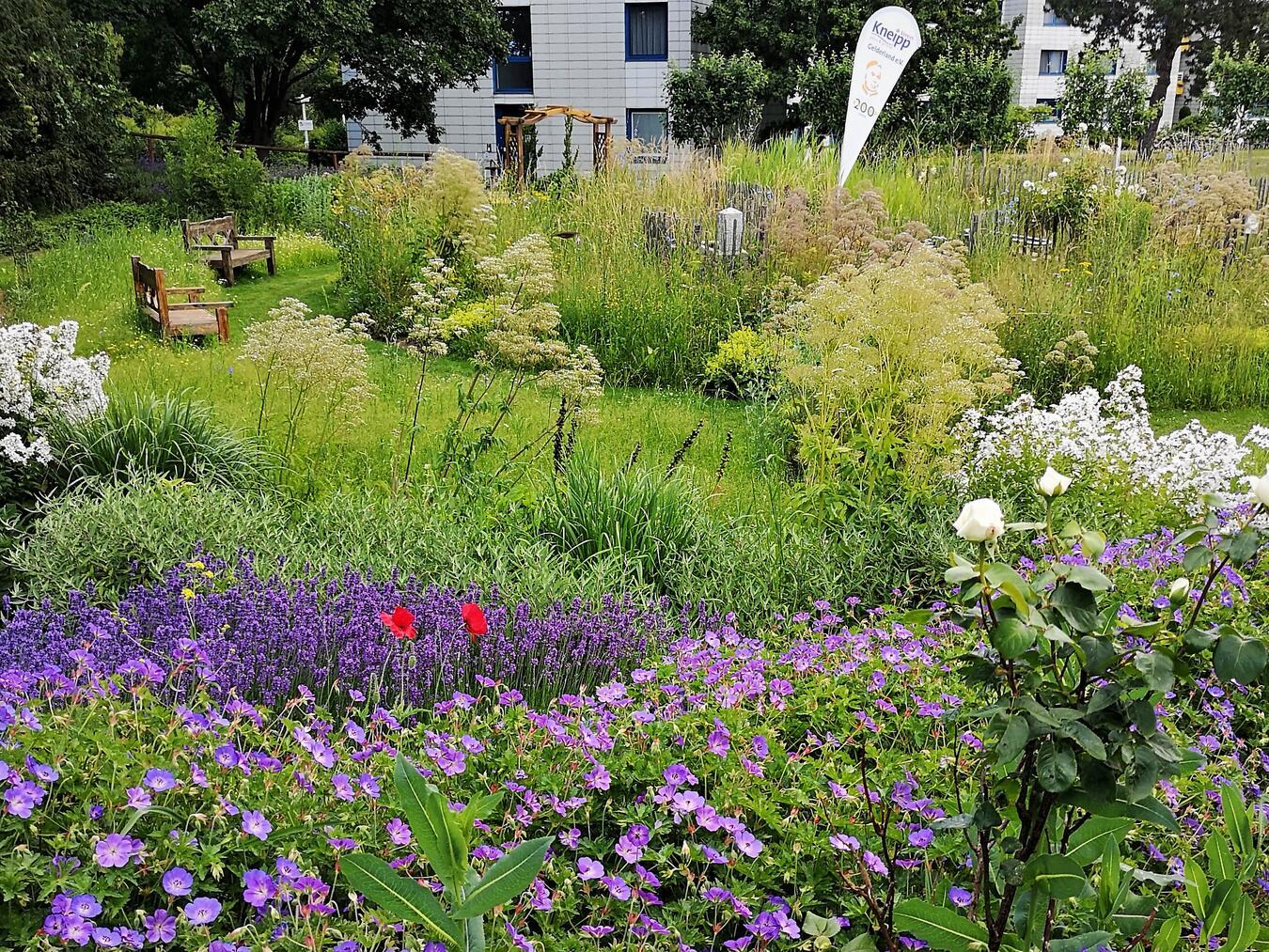 Gartenführung zum Tag der Arzneipflanze 