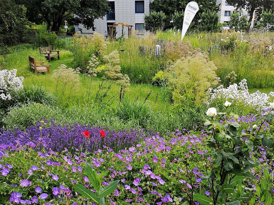 Gartenführung zum Tag der Arzneipflanze