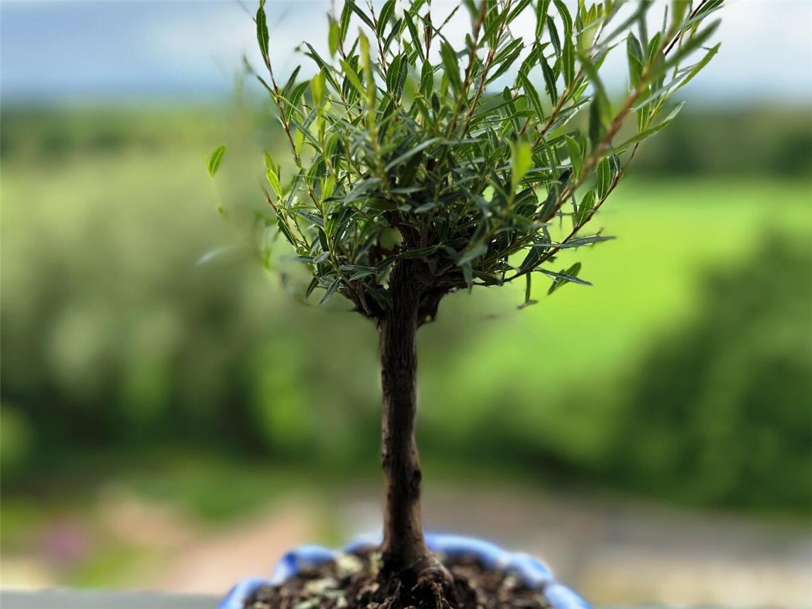 50 Jahre Kreis Wesel: Jetzt Kopfweiden Bonsai gewinnen
