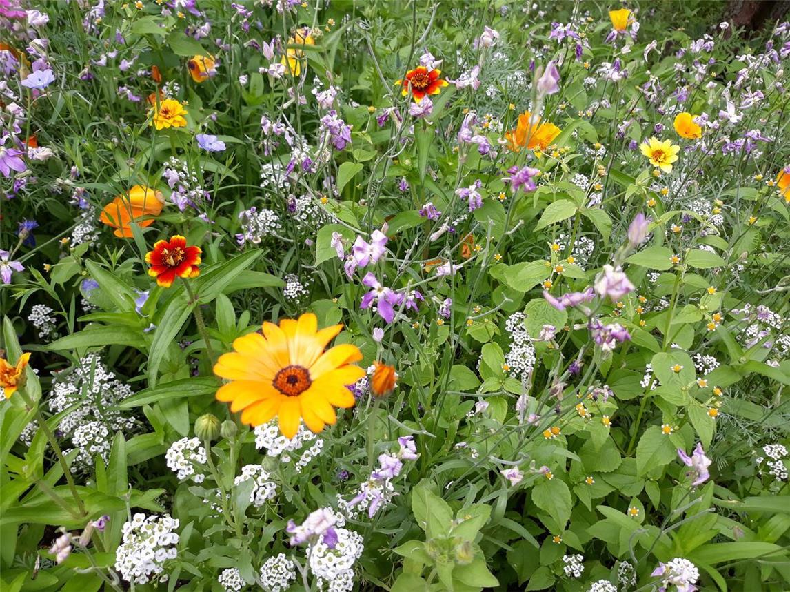 Messfeier mit Kräutersegnung