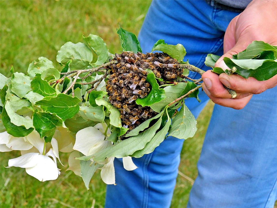 Das Leben der Honigbiene