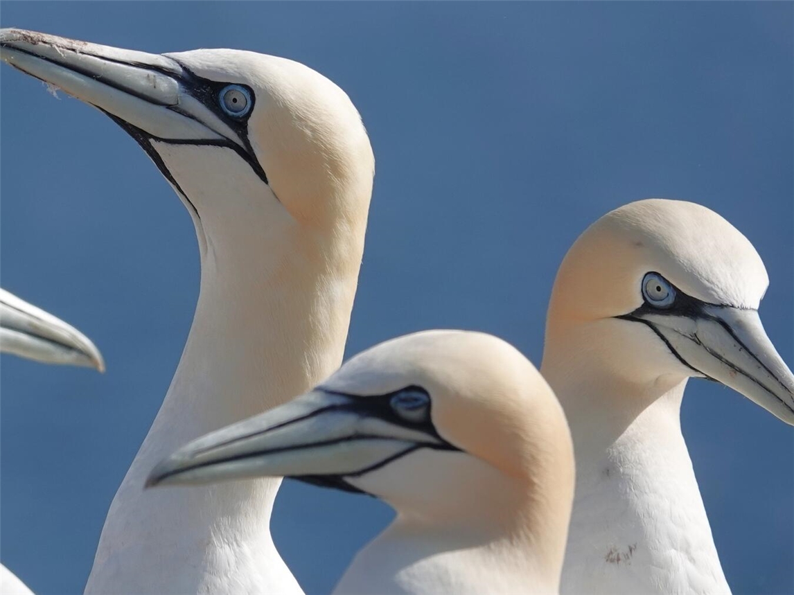 Trauminsel Helgoland