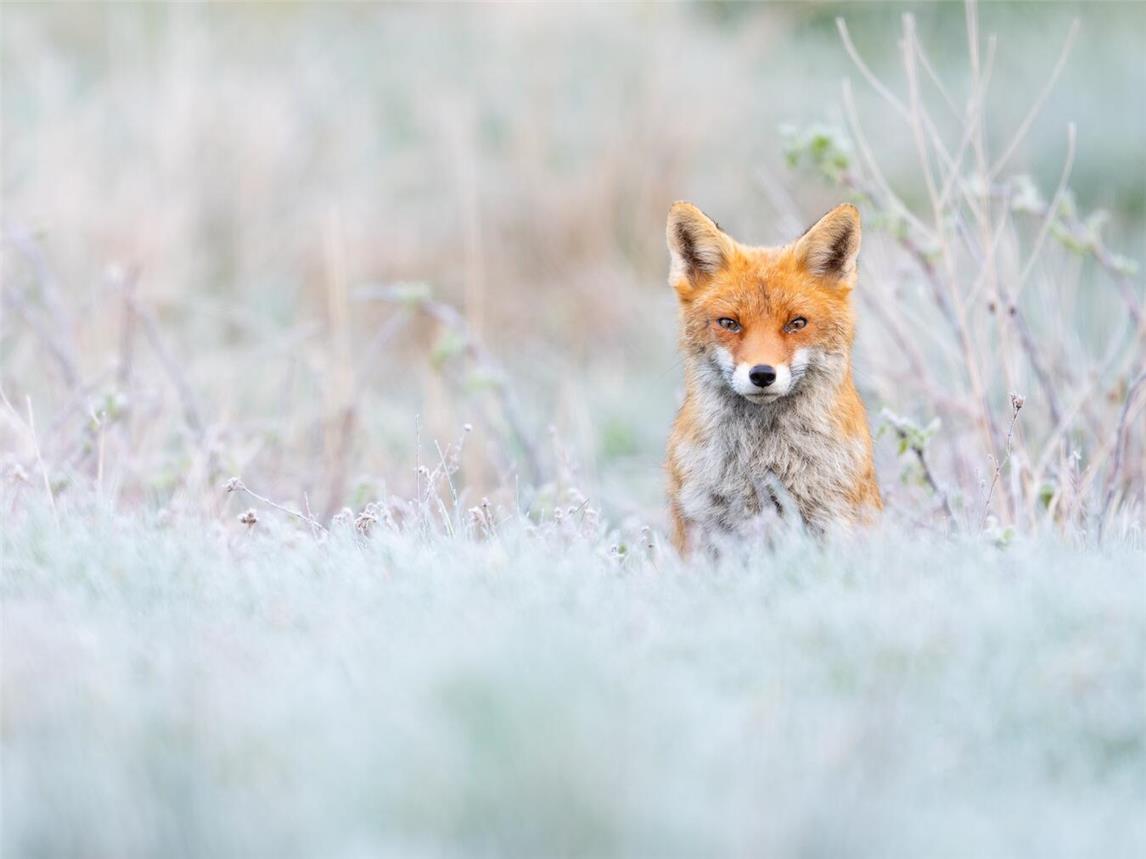 Was wirklich hinter dem Schlitzohr Fuchs steckt