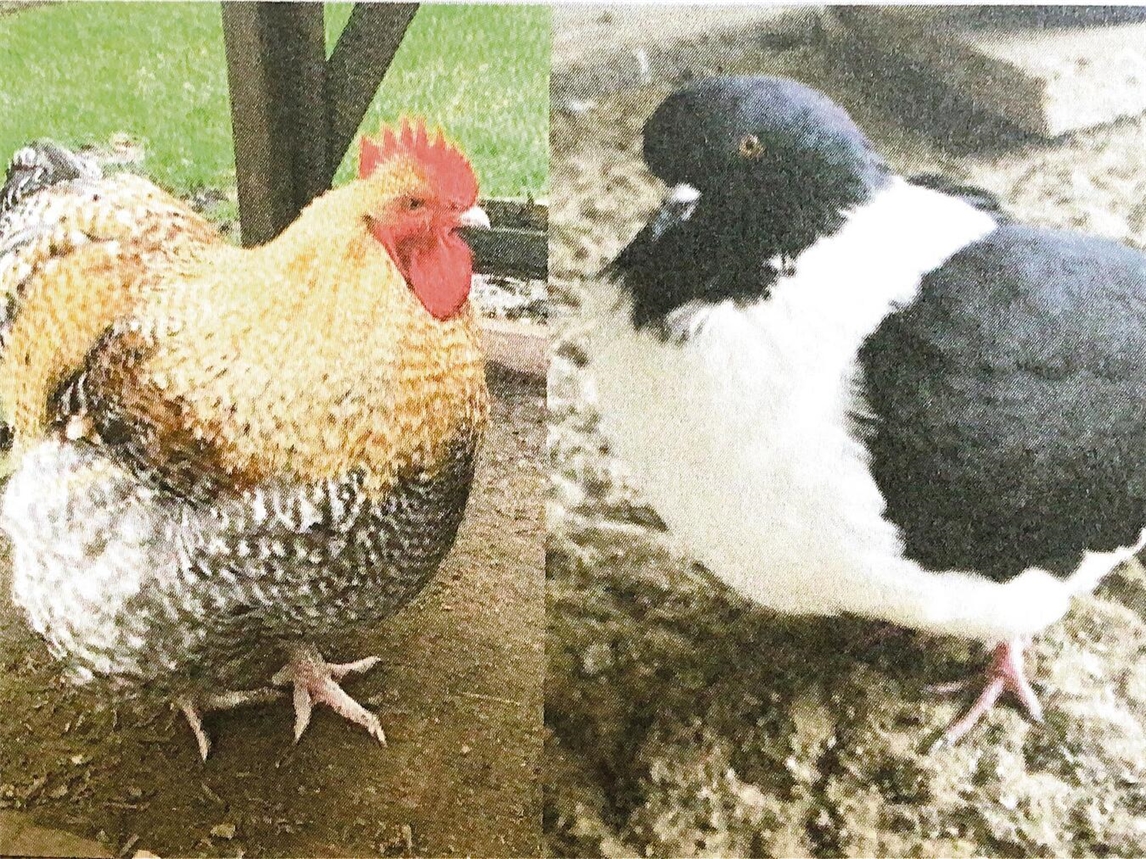 Rassegeflügel im Bürgersaal Issum