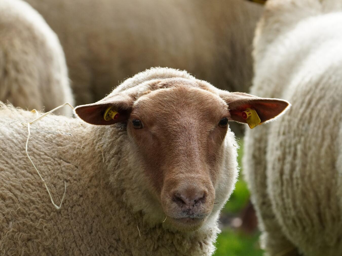 Schafschurfest im Tiergarten Kleve 