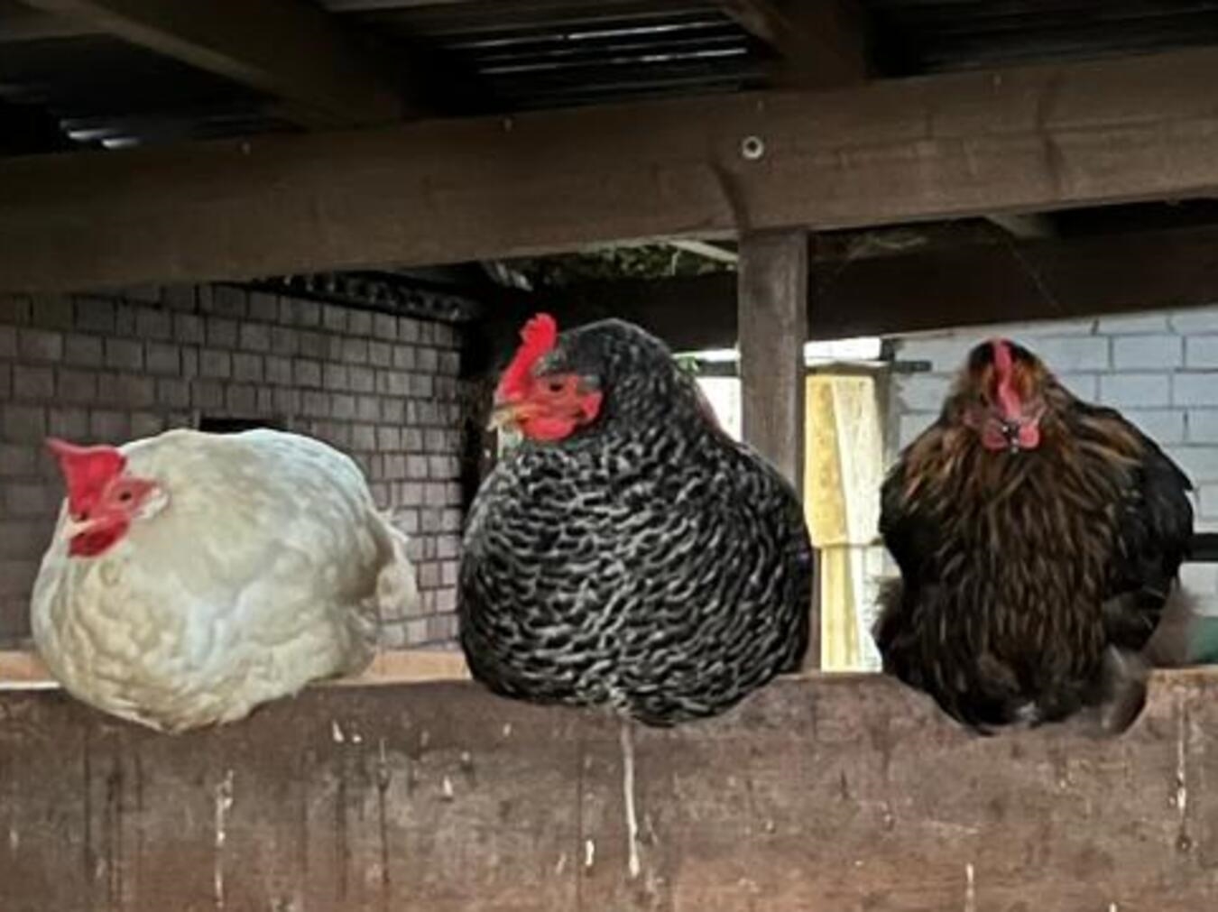 Stallpflicht für Geflügel Stallpflicht für Geflügel