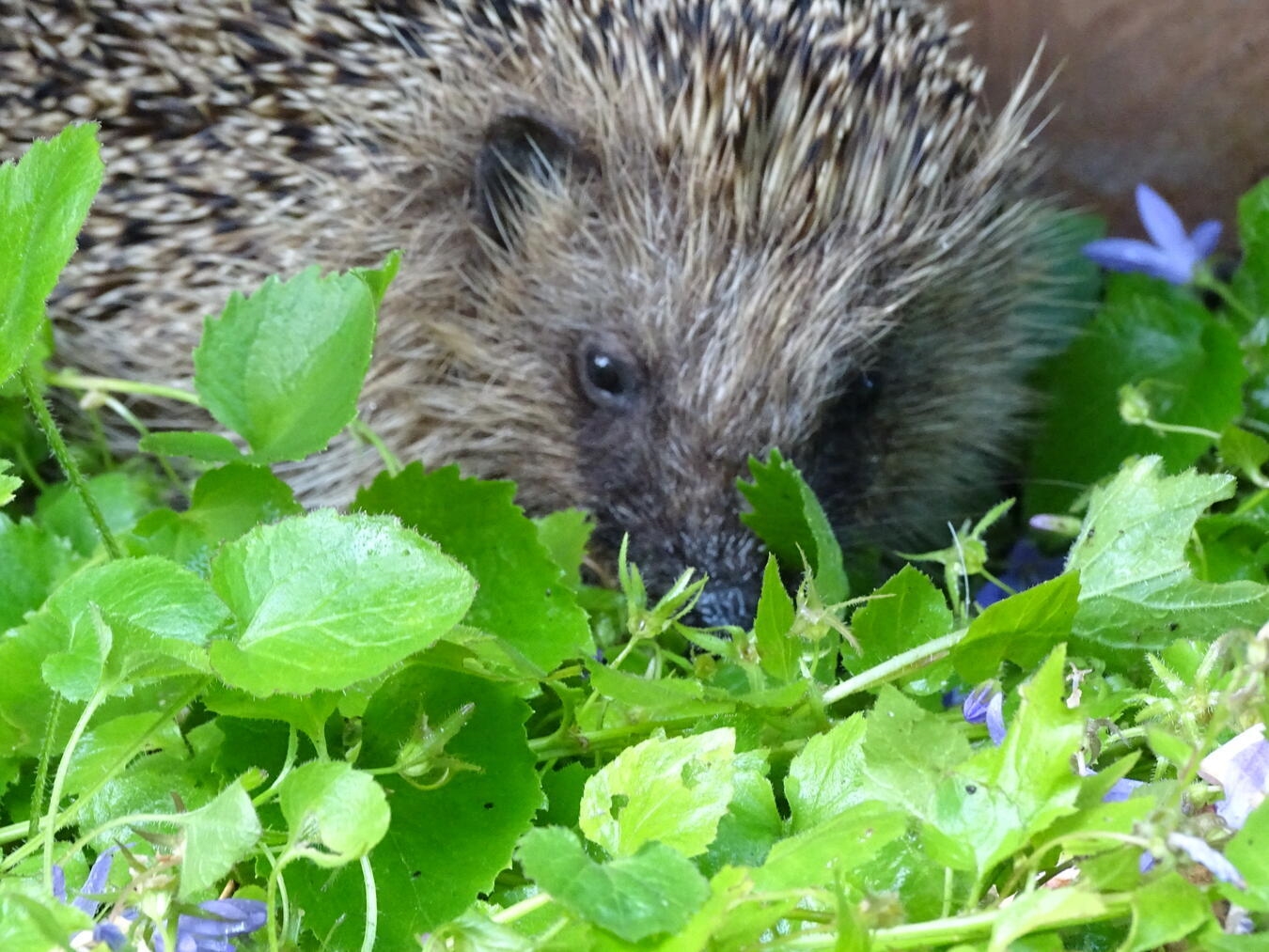 Igel im Winterschlaf