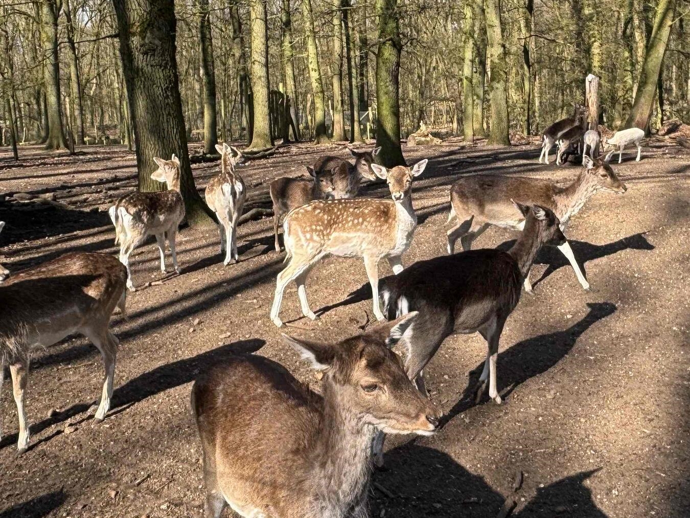 Wanderung am Oermter Berg 
