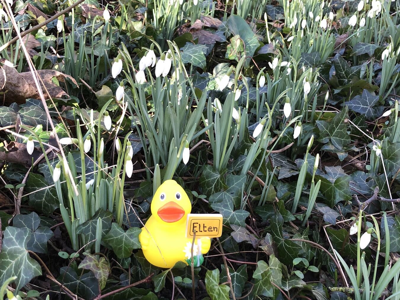 Wanderung mit dem Kneippverein Elten 