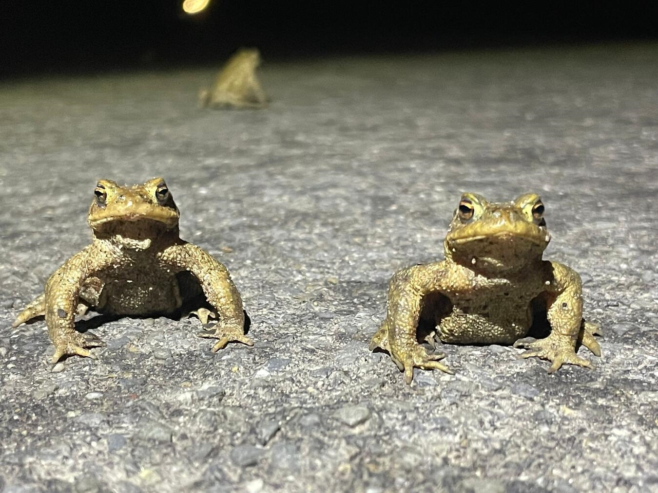 Kröten wandern im Eyller Bruch 