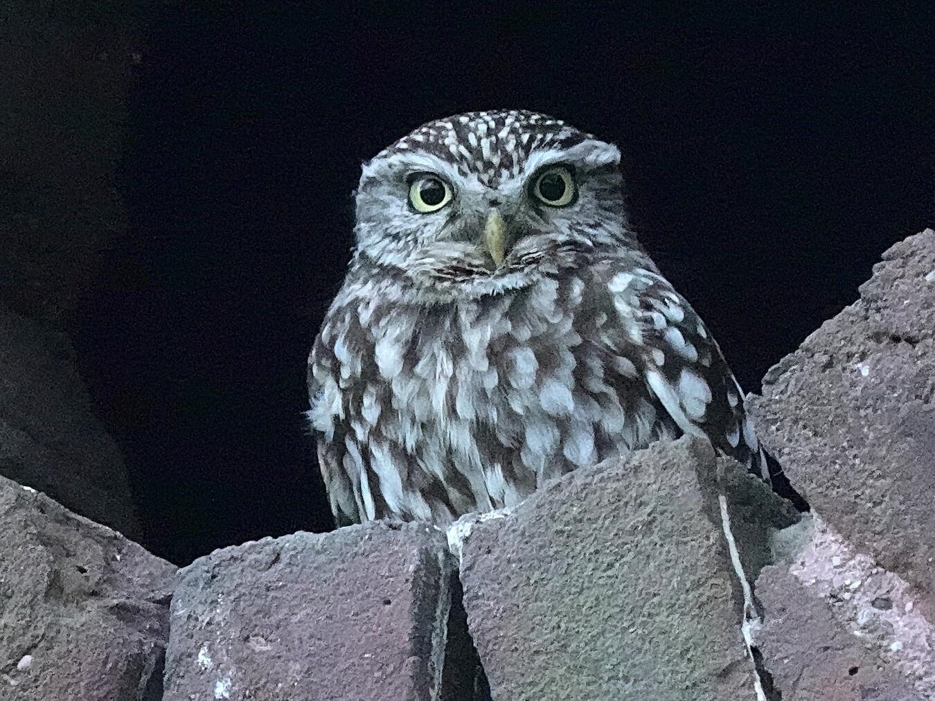 Steinkauz-Spaziergang im Straelener Veen 