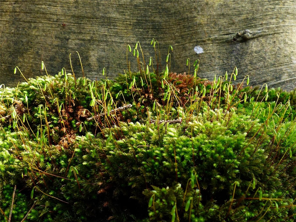 Erweiterte Öffnungszeiten im Solegarten Kevelaer