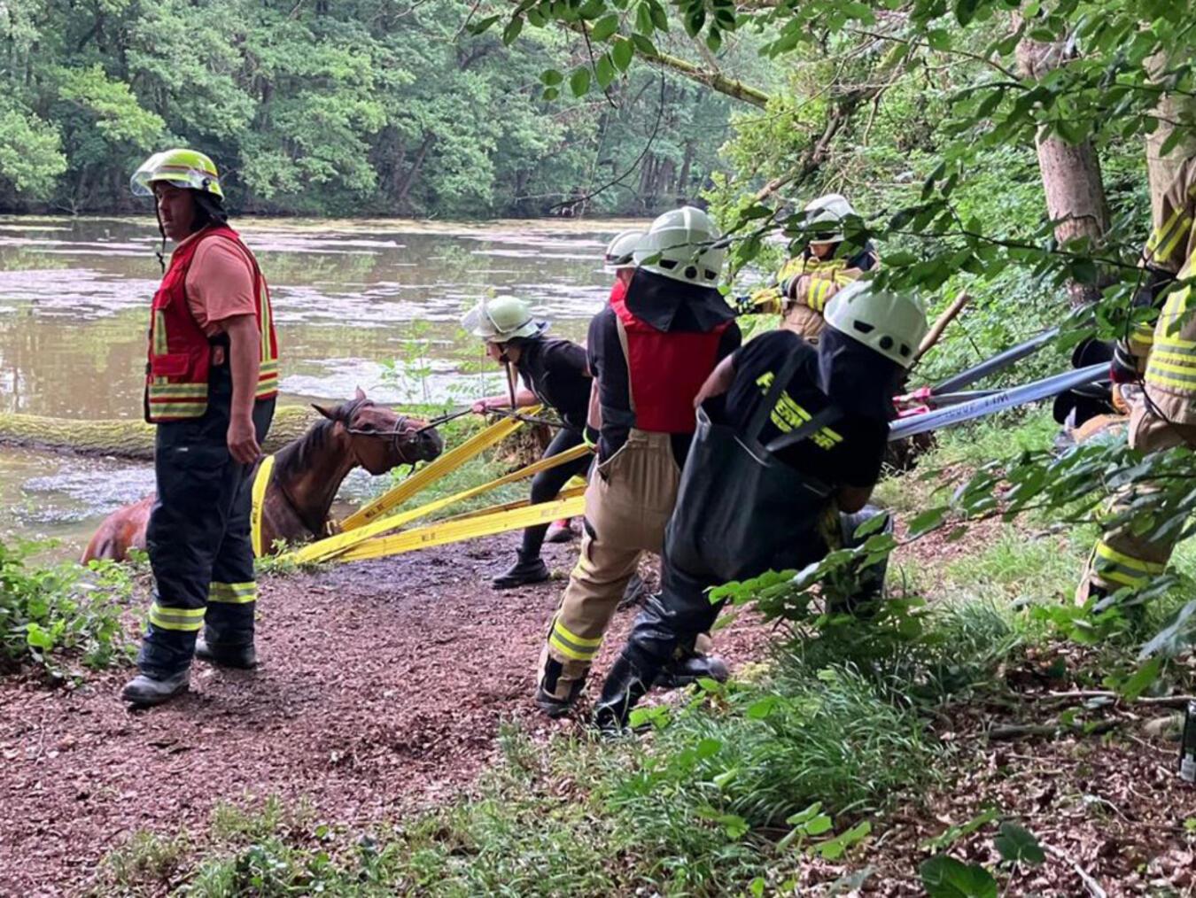 Pferderettung mit Happy End 