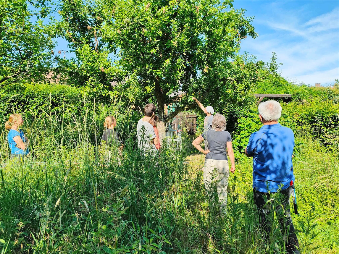 Obstbäume im Sommer richtig schneiden 