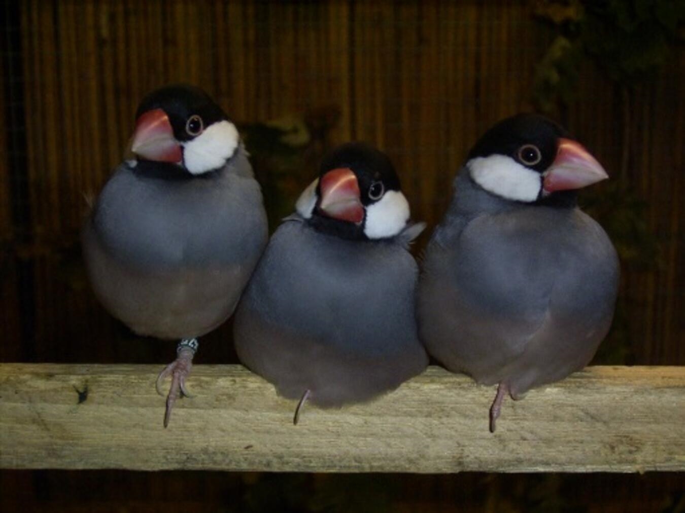 Vogelschau in Pfalzdorf 
