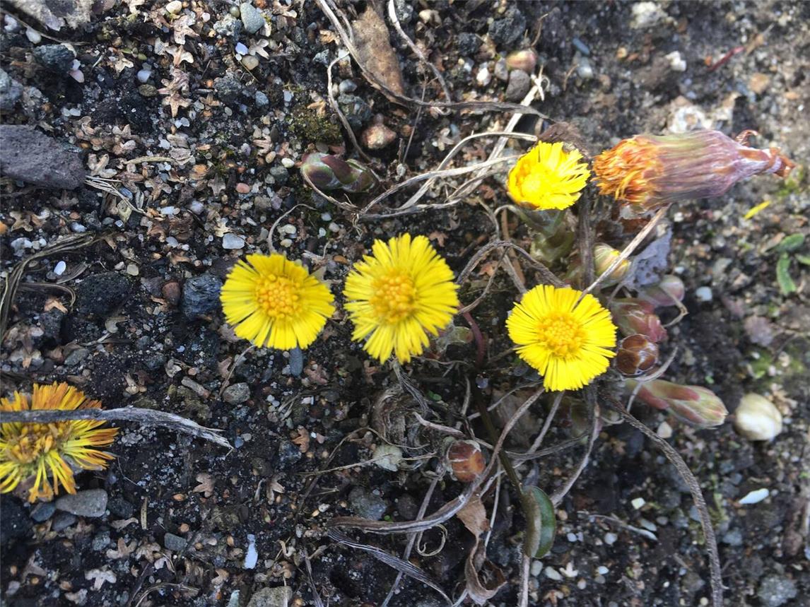 Heilkräuter in Erkältungszeiten