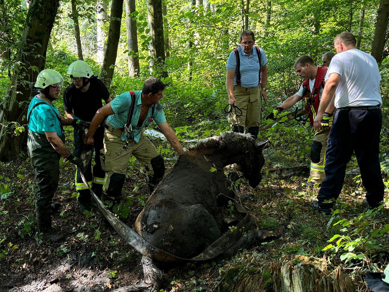 Gocher Feuerwehr rettet Pferd aus Morast 